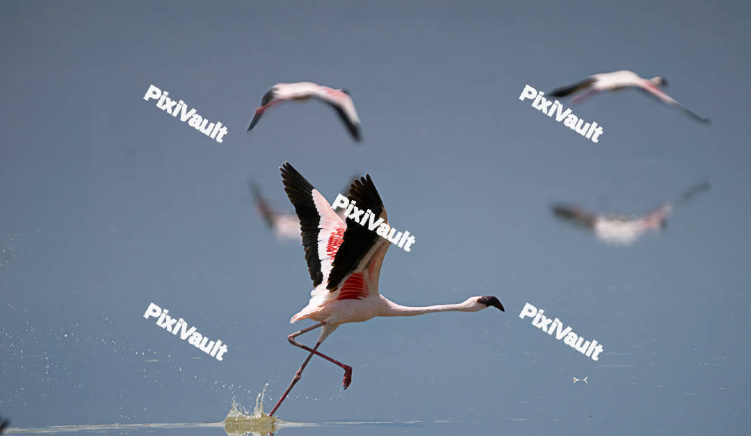 Lesser flamingo